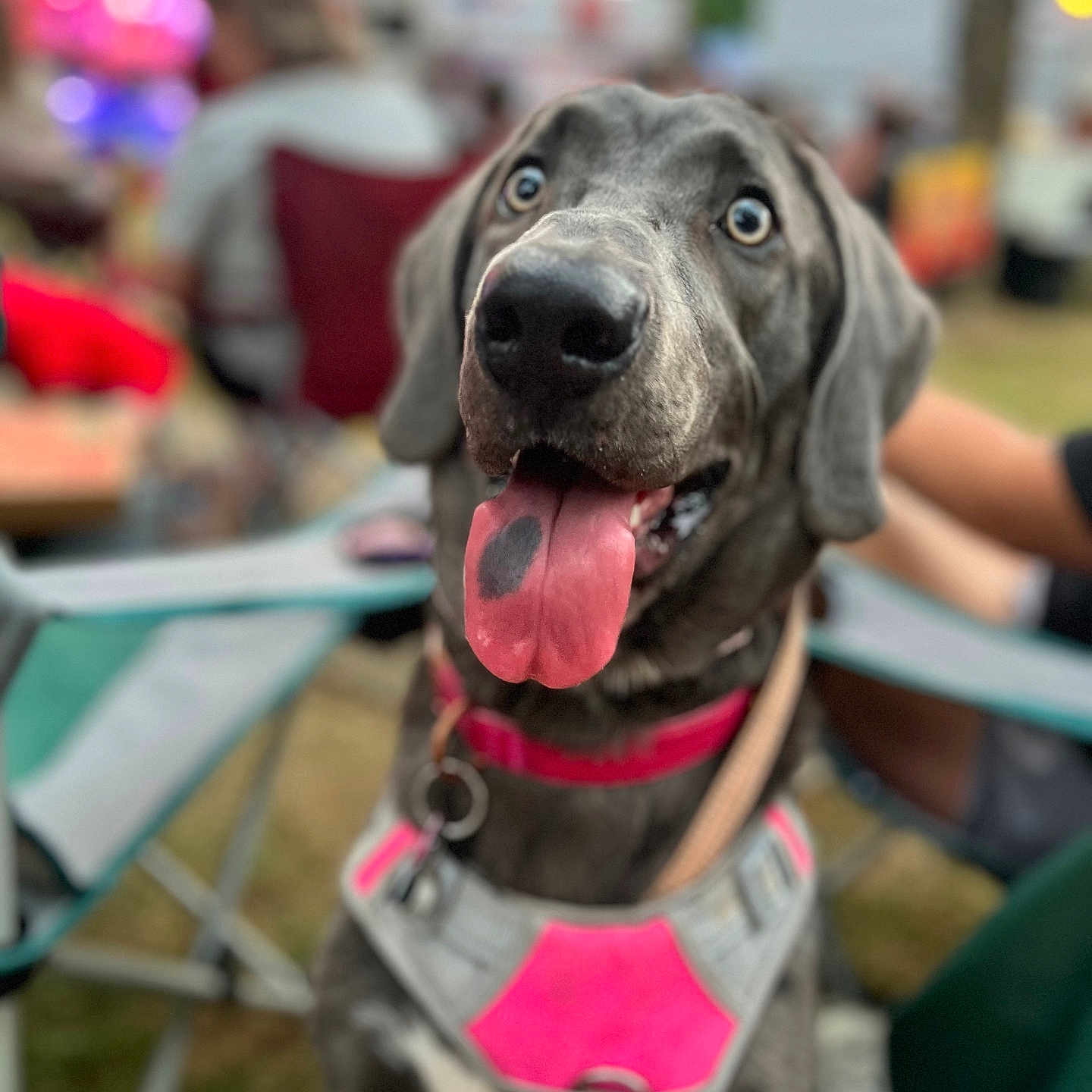 Zoey is registered to the contest to win money with this photo: animal, bodypart, boy, canine, child, dog, face, grass, greatdane, head, hound, labradorretriever, male, mouth, person, pet, plant, pointer, puppy, tongue