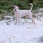 Aiko a rejoint le concours — aidez-le/la à gagner de superbes lots ! dog, white_dog, black_spots, snow, grass, outdoor, animal, pet, alert, standing, nature, winter, curious, canine, grass_patch, cold_weather, spot_pattern, ears_up, tail_up, ground