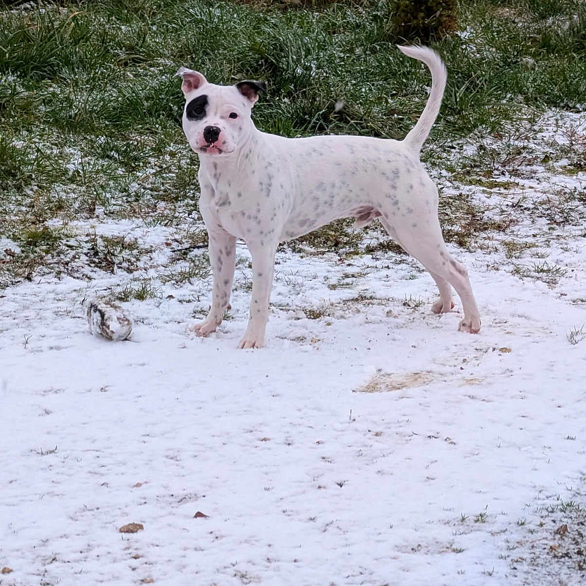 Aiko a rejoint le concours — aidez-le/la à gagner de superbes lots ! alert, animal, black_spots, canine, cold_weather, curious, dog, ears_up, grass, grass_patch, ground, nature, outdoor, pet, snow, spot_pattern, standing, tail_up, white_dog, winter