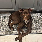 Harley is registered to the contest to win money with this photo: dog, brown_dog, pet, canine, indoor, patterned_rug, marble_floor, cabinet, collar, paws, eyes, portrait, looking_at_camera, relaxed, curious, home_interior, short_fur, muzzle, animal, flooring