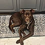 dog, brown_dog, pet, canine, indoor, patterned_rug, marble_floor, cabinet, collar, paws, eyes, portrait, looking_at_camera, relaxed, curious, home_interior, short_fur, muzzle, animal, flooring