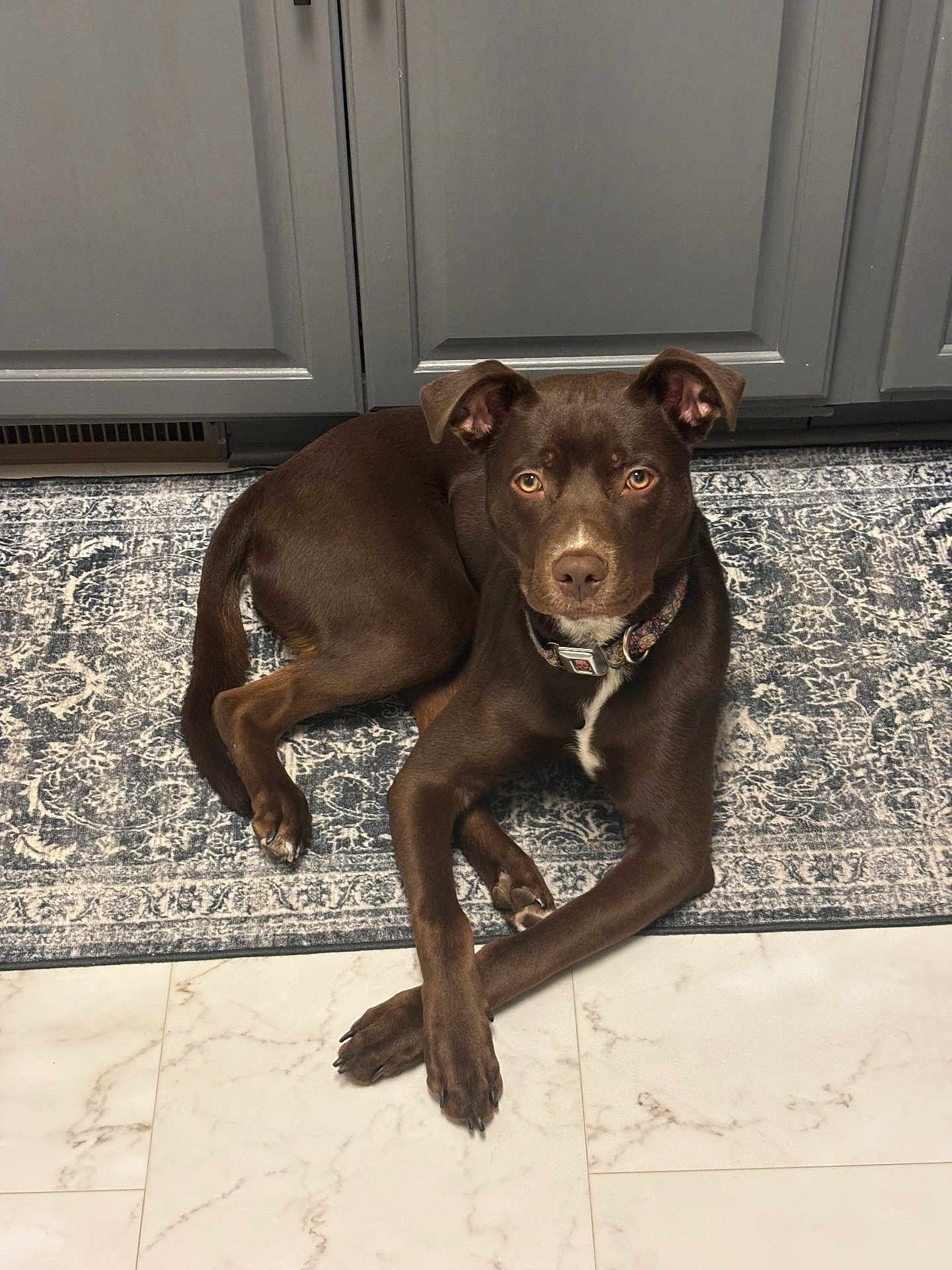 Harley is registered to the contest to win money with this photo: dog, brown_dog, pet, canine, indoor, patterned_rug, marble_floor, cabinet, collar, paws, eyes, portrait, looking_at_camera, relaxed, curious, home_interior, short_fur, muzzle, animal, flooring