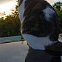 cat, animal, sunset, reflection, outdoor, nature, sky, feline, fur, back_view, peaceful, silhouette, leafy_background, twilight, calm, domestic_cat, wildlife, evening, serene, resting