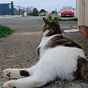 Nala participe au concours pour gagner de l'argent avec cette photo : cat, animal, pet, outdoor, pavement, road, car, red_car, grass, plant, sky, cloudy, quiet, neighborhood, relaxed, fur, white, brown, tabby, back_view