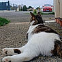 cat, animal, pet, outdoor, pavement, road, car, red_car, grass, plant, sky, cloudy, quiet, neighborhood, relaxed, fur, white, brown, tabby, back_view
