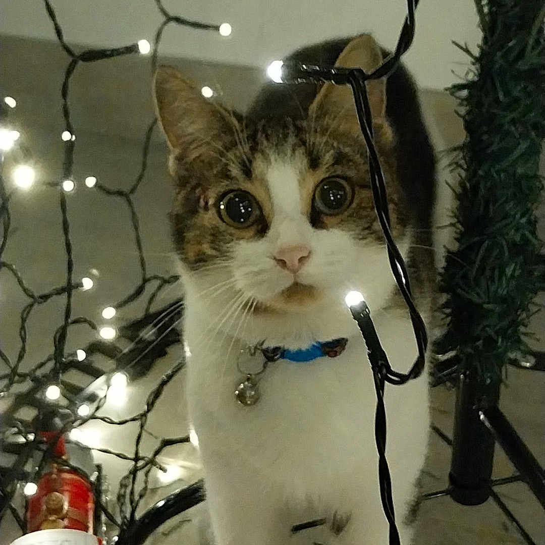 Nala a rejoint le concours — aidez-le/la à gagner de superbes lots ! alert, animal, blue_collar, cat, closeup, curious, cute, decorations, festive, floor, holiday, indoor, pets, playful, string_lights, tabby, toy_train, toy_vehicle, whiskers, white_fur