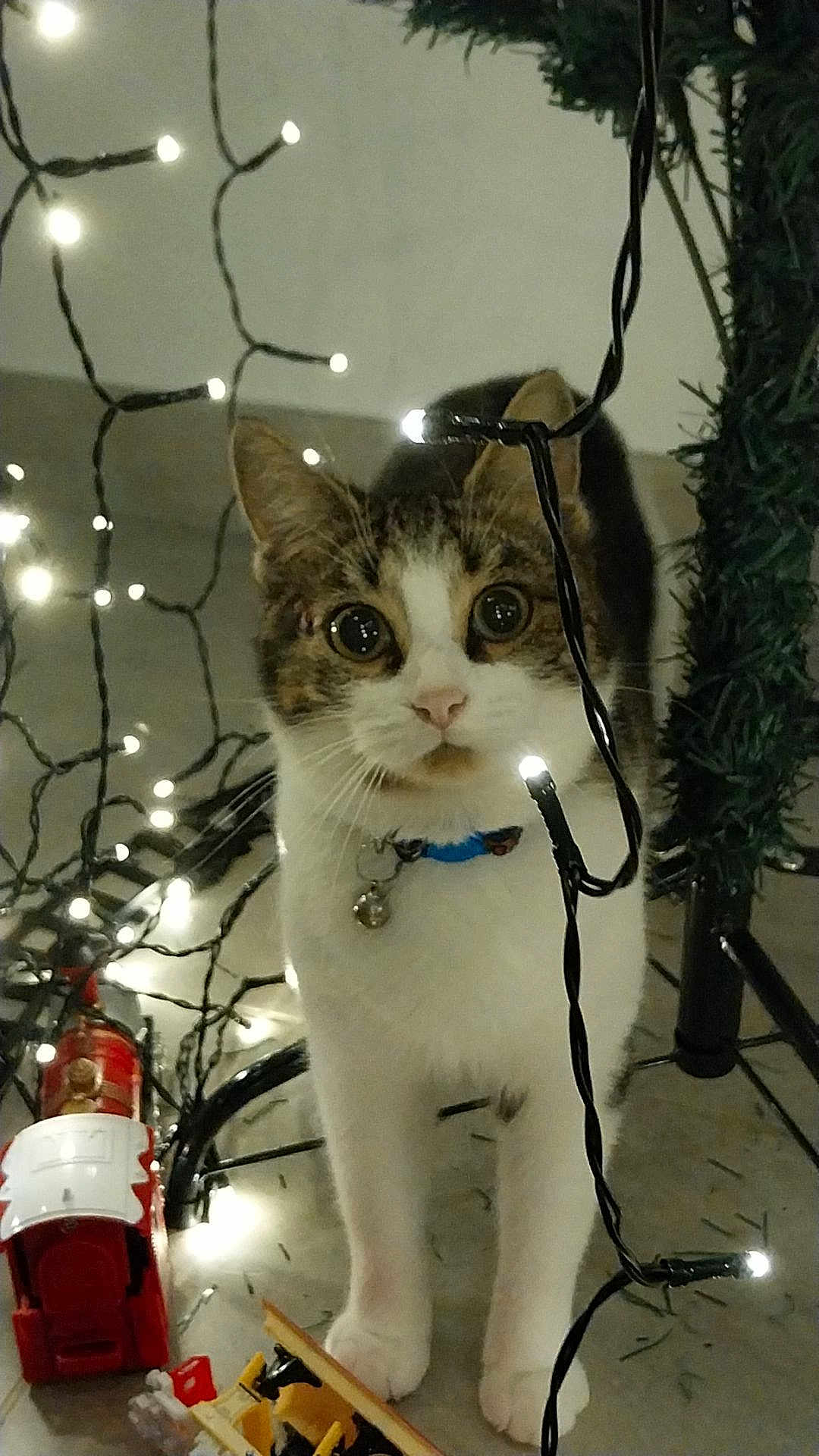 Nala