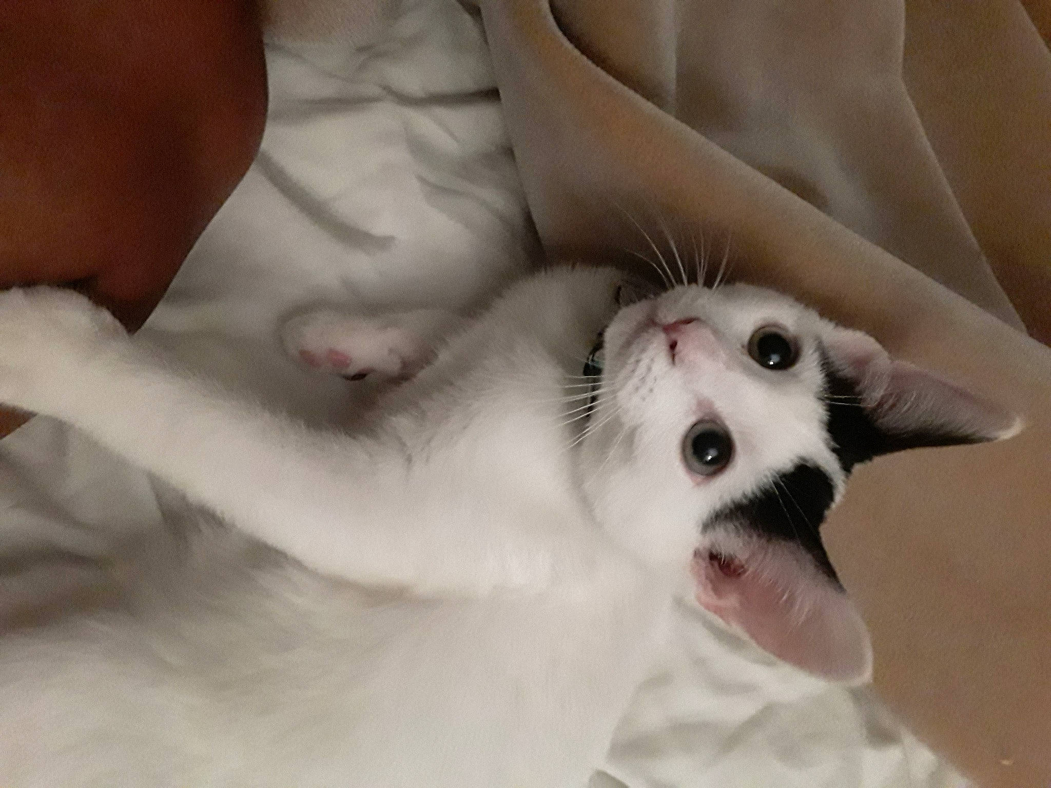 Nala is registered to the contest to win money with this photo: canidae, carnivore, companion_dog, dog, dog_breed, ear, fur, mammal, mouth, nose, paw, puppy, puppy_love, snout, whiskers