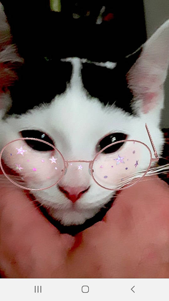 Nala is registered to the contest to win money with this photo: carnivore, cat, ear, eye, face, felidae, fur, head, mouth, nose, small_to_medium_sized_cats, snout, whiskers