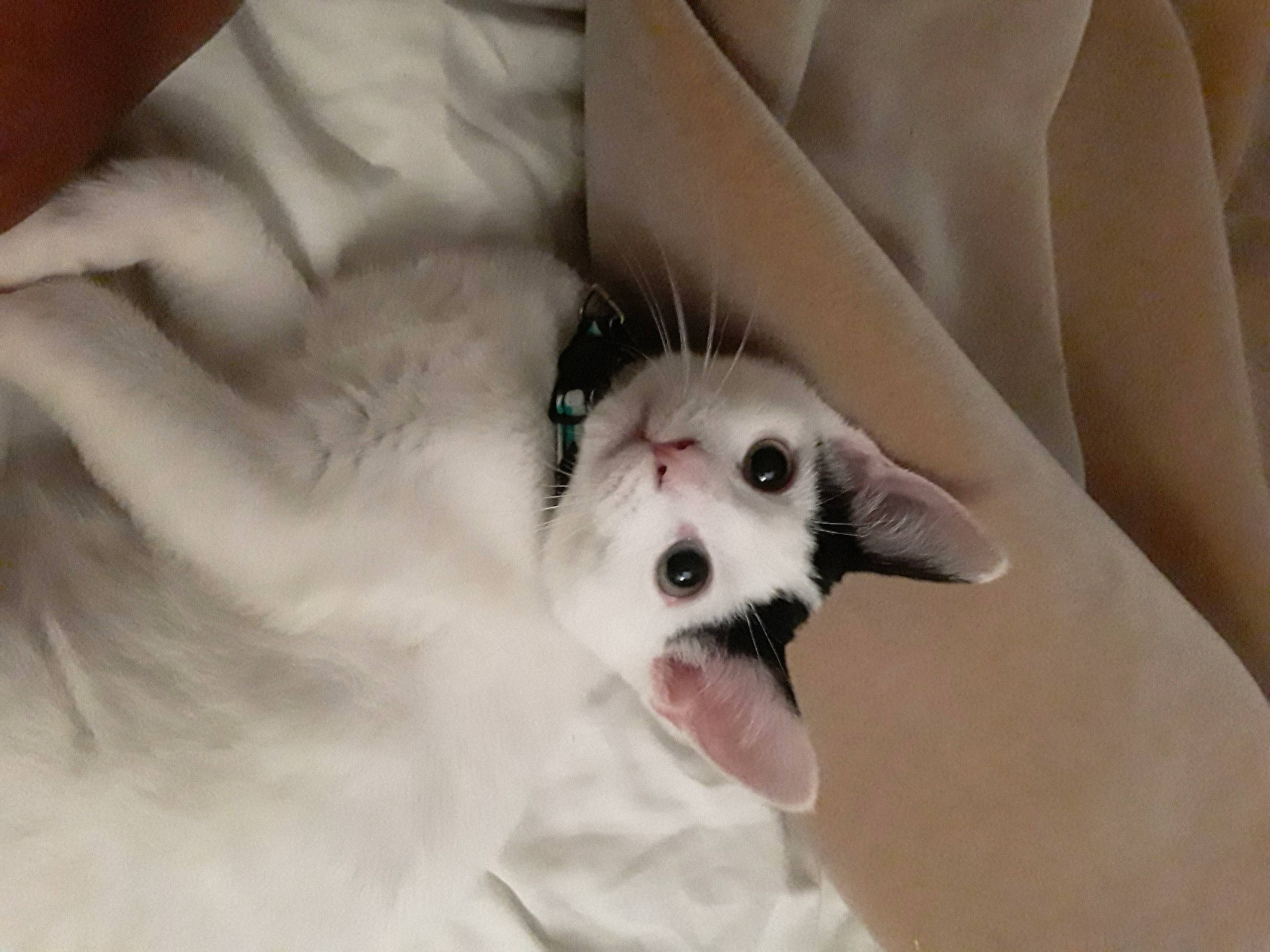 Nala joined the competition — help win amazing prizes! bichon, canidae, carnivore, cavachon, companion_dog, dog, dog_breed, ear, eye, havanese, maltese, mammal, non_sporting_group, puppy, puppy_love, rare_breed_dog, schnoodle, snout, toy_dog, vertebrate