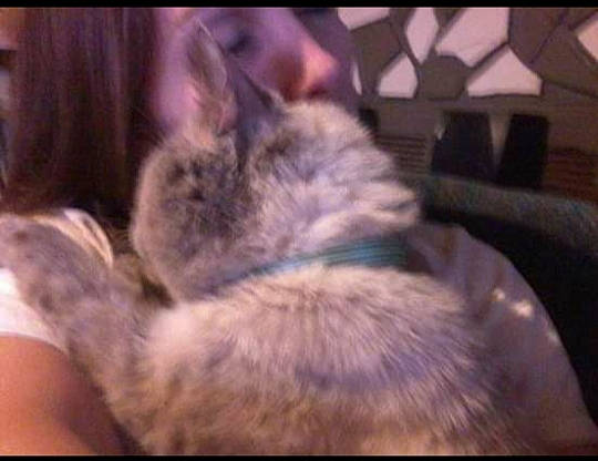 Dude is registered to the contest to win money with this photo: asian, carnivore, cat, ear, european_shorthair, eye, felidae, fur, kitten, mouth, nebelung, nose, photo_caption, polydactyl_cat, small_to_medium_sized_cats, snout, tabby_cat, whiskers