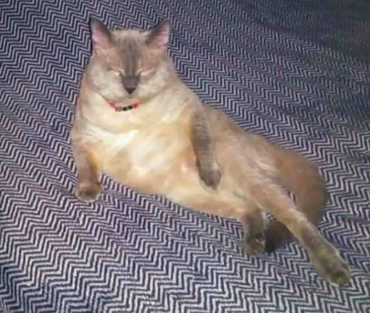 Dude is registered to the contest to win money with this photo: asian, balinese, burmese, carnivore, cat, chausie, fawn, felidae, javanese, kitten, mammal, oriental_longhair, ragdoll, siamese, small_to_medium_sized_cats, tail, thai, tonkinese, vertebrate, whiskers