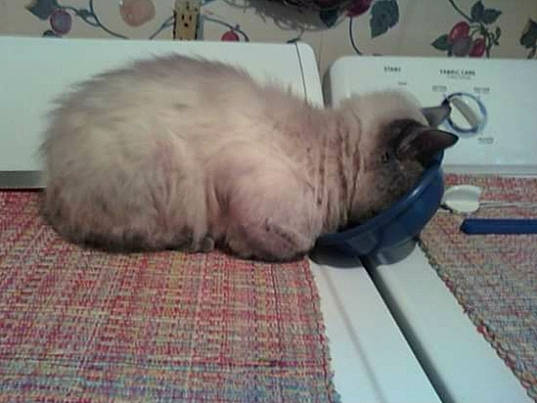 Dude is registered to the contest to win money with this photo: balinese, birman, british_shorthair, carnivore, cat, fawn, felidae, himalayan, kitten, mammal, nap, ragdoll, siamese, small_to_medium_sized_cats, snout, snowshoe, thai, tonkinese, vertebrate, whiskers