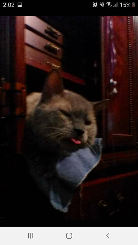 Dude joined the competition — help win amazing prizes! asian, british_shorthair, carnivore, cat, chartreux, darkness, domestic_short_haired_cat, felidae, fur, kitten, mammal, mouth, small_to_medium_sized_cats, snapshot, snout, whiskers