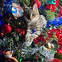 cat, kitten, christmas_tree, ornament, tinsel, holiday, decorations, festive, lights, toy, plush_toy, greenery, red, blue, gold, silver, indoor, cute, animal, pet