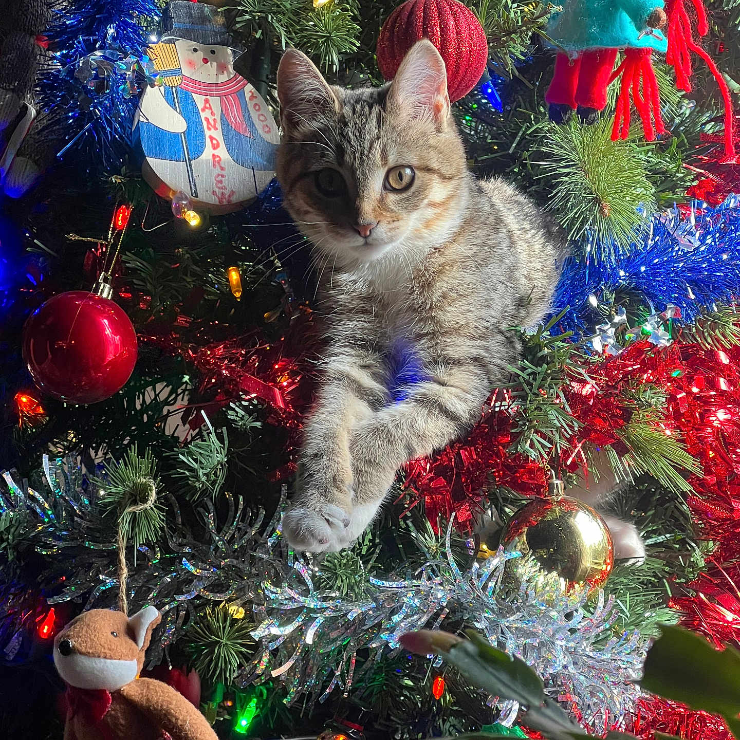Luna joined the competition — help win amazing prizes! animal, blue, cat, christmas_tree, cute, decorations, festive, gold, greenery, holiday, indoor, kitten, lights, ornament, pet, plush_toy, red, silver, tinsel, toy