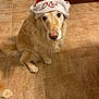 dog, golden_retriever, santa_hat, holiday, christmas, pet, indoor, floor_tiles, cute, canine, fur, animal, looking_up, festive, hat, mammal, domestic_animal, companion, waiting, adorable