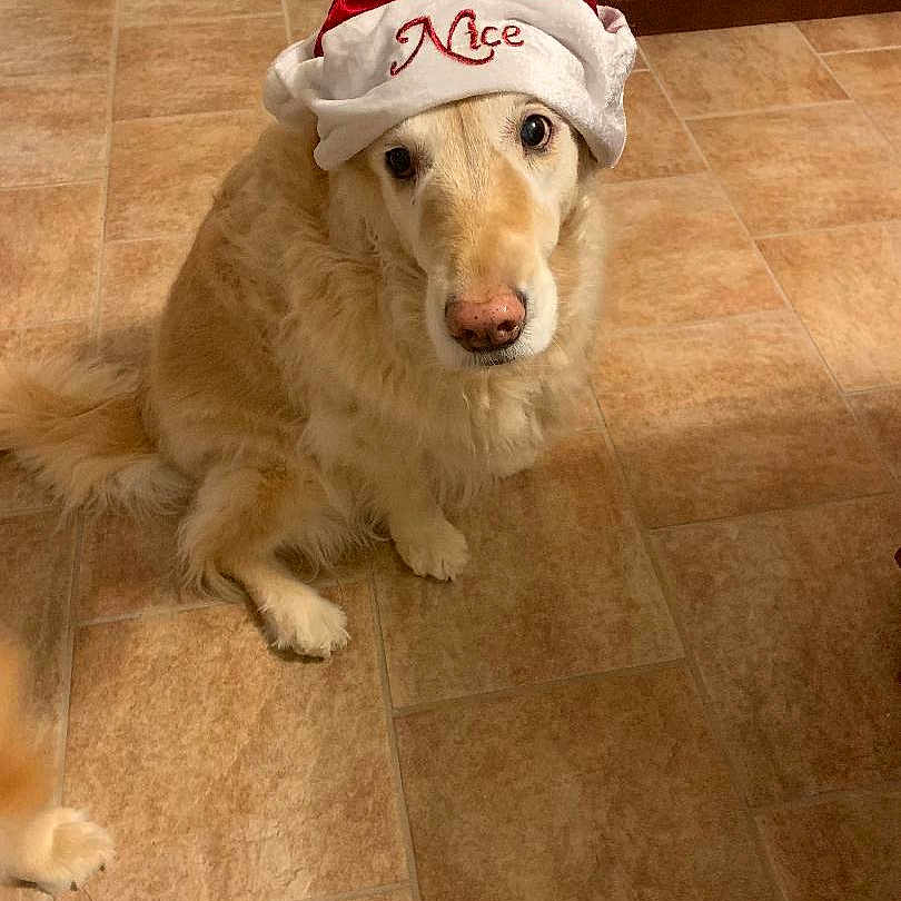 Baci joined the competition — help win amazing prizes! adorable, animal, canine, christmas, companion, cute, dog, domestic_animal, festive, floor_tiles, fur, golden_retriever, hat, holiday, indoor, looking_up, mammal, pet, santa_hat, waiting