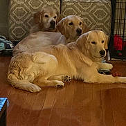 Splash Paige Aurora is registered to the contest to win money with this photo: golden_retriever, dog, pets, indoor, floor, wooden_floor, ottoman, patterned_furniture, laying_down, group, animal, canine, fur, domestic_animal, relaxing, three_dogs, home, cozy, companion, mammal