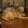 golden_retriever, dog, pets, indoor, floor, wooden_floor, ottoman, patterned_furniture, laying_down, group, animal, canine, fur, domestic_animal, relaxing, three_dogs, home, cozy, companion, mammal