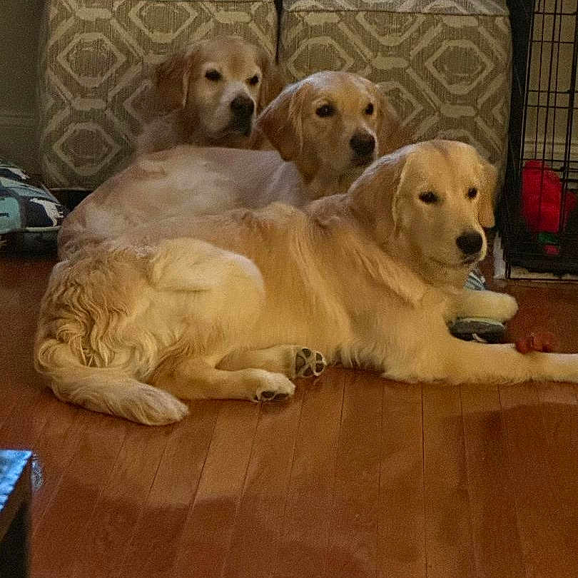 Splash Paige Aurora is registered to the contest to win money with this photo: animal, canine, companion, cozy, dog, domestic_animal, floor, fur, golden_retriever, group, home, indoor, laying_down, mammal, ottoman, patterned_furniture, pets, relaxing, three_dogs, wooden_floor