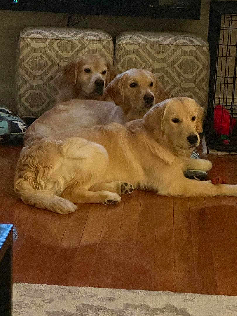 Splash Paige Aurora is registered to the contest to win money with this photo: golden_retriever, dog, pets, indoor, floor, wooden_floor, ottoman, patterned_furniture, laying_down, group, animal, canine, fur, domestic_animal, relaxing, three_dogs, home, cozy, companion, mammal