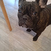 Téa participe au concours pour gagner de l'argent avec cette photo : animal, brindle, canine, closeup, companion, curious, cute, dog, domestic, ears, floor, french_bulldog, household, indoor, looking_up, pet, portrait, snout, tile, wooden_chair