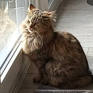 Sali a rejoint le concours — aidez-le/la à gagner de superbes lots ! cat, fluffy, indoor, glass_door, reflection, floor, tile, light, pet, animal, feline, fur, sitting, contemplative, cozy, home, window, quiet, relaxed, domestic