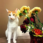 Bobby is registered to the contest to win money with this photo: cat, orange_and_white_cat, flowers, yellow_flowers, red_flowers, vase, wooden_table, indoor, pet, curious_cat, sitting_cat, green_eyes, plant_stems, still_life, beige_background, domestic_cat, feline, tabletop, close_up, decor