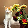 cat, orange_and_white_cat, flowers, yellow_flowers, red_flowers, vase, wooden_table, indoor, pet, curious_cat, sitting_cat, green_eyes, plant_stems, still_life, beige_background, domestic_cat, feline, tabletop, close_up, decor