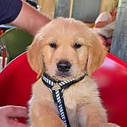 Lou a rejoint le concours — aidez-le/la à gagner de superbes lots ! puppy, golden_retriever, dog, pet, animal, indoor, red_chair, table, person, hand, leash, collar, cute, fur, paw, face, eyes, nose, blurred_background, casual