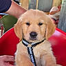 puppy, golden_retriever, dog, pet, animal, indoor, red_chair, table, person, hand, leash, collar, cute, fur, paw, face, eyes, nose, blurred_background, casual