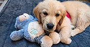 Lou a rejoint le concours — aidez-le/la à gagner de superbes lots ! puppy, dog, golden_retriever, stuffed_toy, teddy_bear, blanket, cute, sleepy, cozy, soft, fur, pet, animal, indoor, resting, snuggling, adorable, young, comfort, pink_harness