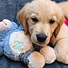 puppy, dog, golden_retriever, stuffed_toy, teddy_bear, blanket, cute, sleepy, cozy, soft, fur, pet, animal, indoor, resting, snuggling, adorable, young, comfort, pink_harness