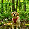 Lou a rejoint le concours — aidez-le/la à gagner de superbes lots ! dog, puppy, golden_retriever, forest, trees, greenery, nature, outdoor, moss, leaves, sunlight, harness, animal, canine, young_dog, woods, flora, daylight, curious, standing