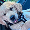 Lou a rejoint le concours — aidez-le/la à gagner de superbes lots ! puppy, golden_retriever, dog, close_up, tongue_out, harness, car_interior, blue_towel, seatbelt, resting, cute, fluffy, pet, young_dog, canine, window, greenery, portrait, soft_light, animal