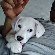 Alba participe au concours pour gagner de l'argent avec cette photo : puppy, dog, white_dog, pet, animal, person, hand, indoor, resting, cute, licking, paw, closeup, face, black_nose, fur, young, cozy, casual, grey_clothing