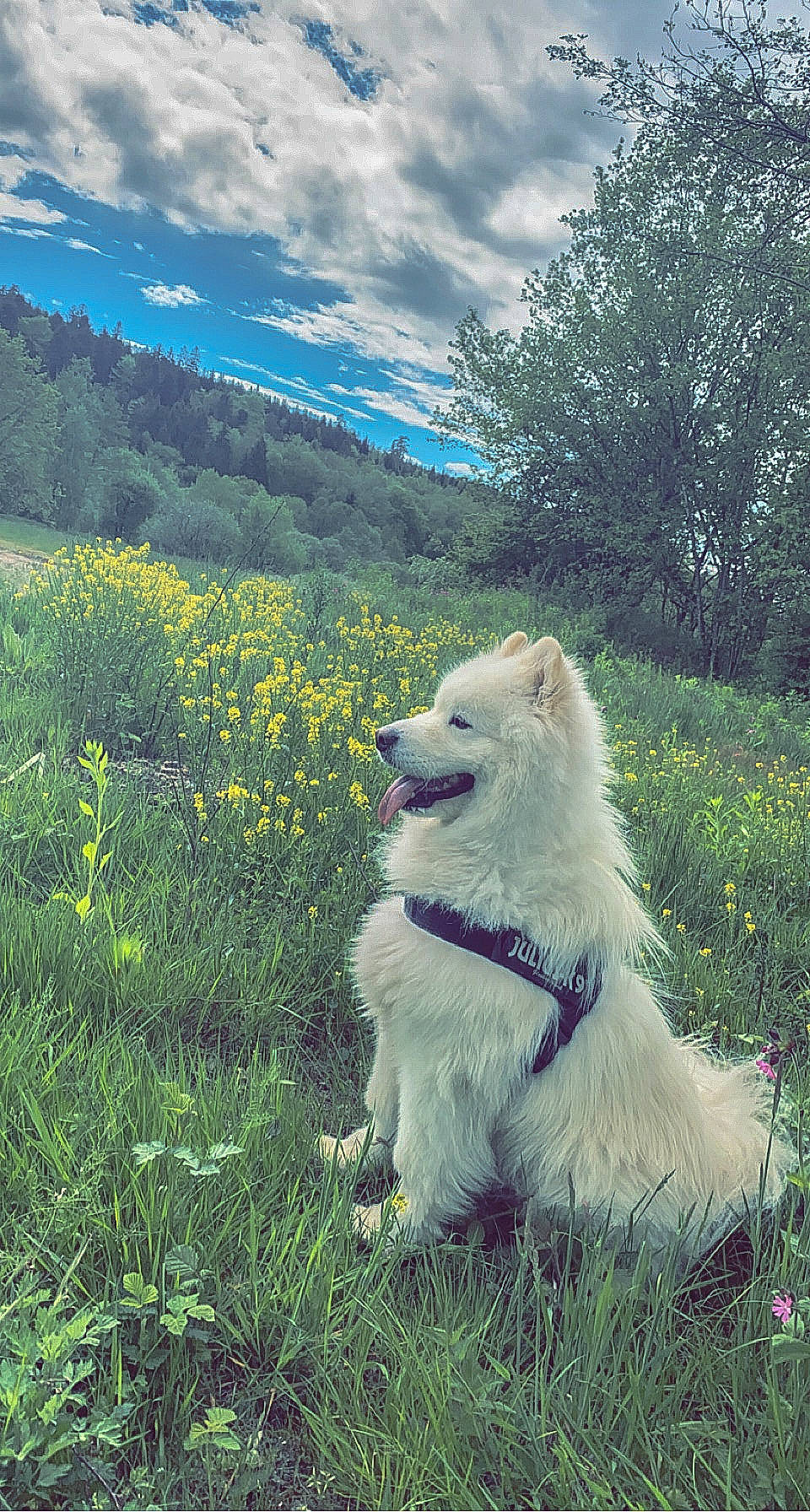 Fox a rejoint le concours — aidez-le/la à gagner de superbes lots ! carnivore, cloud, companion_dog, cumulus, dog, dog_breed, fawn, grass, grassland, great_pyrenees, happy, kuvasz, livestock_guardian_dog, maremma_sheepdog, natural_landscape, people_in_nature, plant, sky, spitz, tree