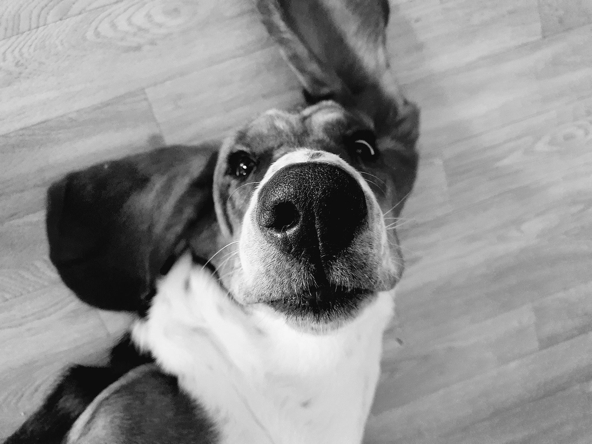 Sherman participe au concours pour gagner de l'argent avec cette photo : black_and_white, canidae, carnivore, comfort, companion_dog, dog, dog_breed, fawn, fur, grey, monochrome, monochrome_photography, paw, puppy, snout, sporting_group, style, whiskers, wood, working_animal