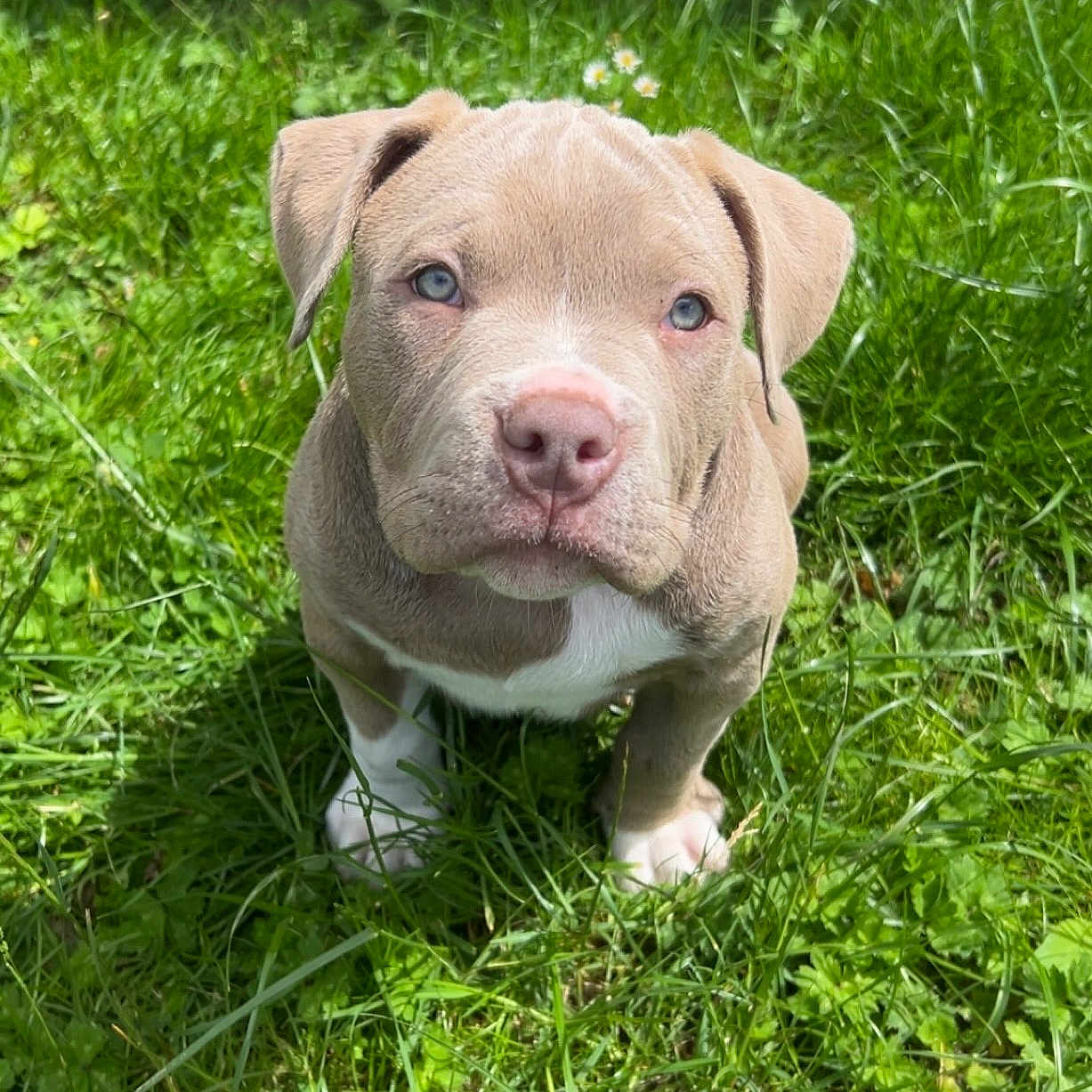Bobby
