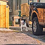 Chance is registered to the contest to win money with this photo: bulldog, dog, driveway, fence, gravel, green_trash_bin, mobile_home, outdoor, pet, pickup_truck, porch, residential, shadow, stairs, sunlight, tethered, vehicle, window, wooden_fence, yard