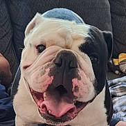 Chance is registered to the contest to win money with this photo: animal, black_and_white, blanket, bulldog, close_up, companion, couch, cute, dog, domestic, face, friendly, fur, happy, indoors, mammal, pet, sitting, smiling, tongue