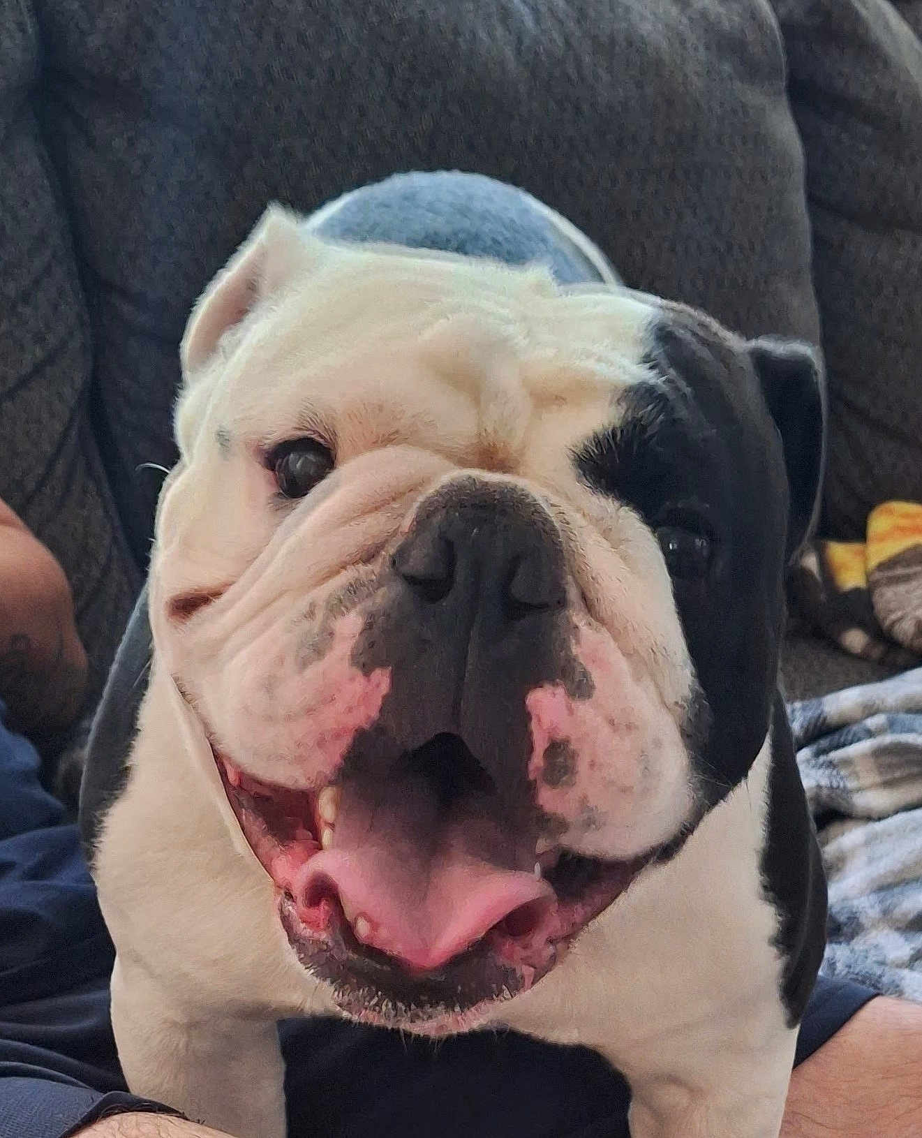 Chance is registered to the contest to win money with this photo: animal, black_and_white, blanket, bulldog, close_up, companion, couch, cute, dog, domestic, face, friendly, fur, happy, indoors, mammal, pet, sitting, smiling, tongue