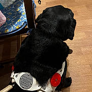 Hurbane participe au concours pour gagner de l'argent avec cette photo : animal, assistance, black_dog, calm, canine, chair, companion, cushion, dog, domestic, floor, guide_dog, harness, help, indoor, leash, pet, red_reflector, service_animal, wooden_floor