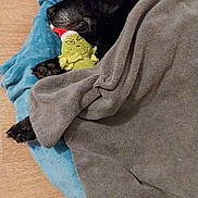 Hurbane a rejoint le concours — aidez-le/la à gagner de superbes lots ! dog, black_dog, blanket, towel, plush_toy, grinch_toy, floor, wooden_floor, sleeping, resting, cozy, indoor, pet, toy, snuggling, holiday, christmas, animal, paw, fur