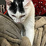 Isidore participe au concours pour gagner de l'argent avec cette photo : animal, black_and_white, blanket, cat, close_up, comfort, cozy, curious, cute, domestic, exploring, feline, fur, heart_pattern, indoor, pet, red_background, resting_place, soft_texture, whiskers