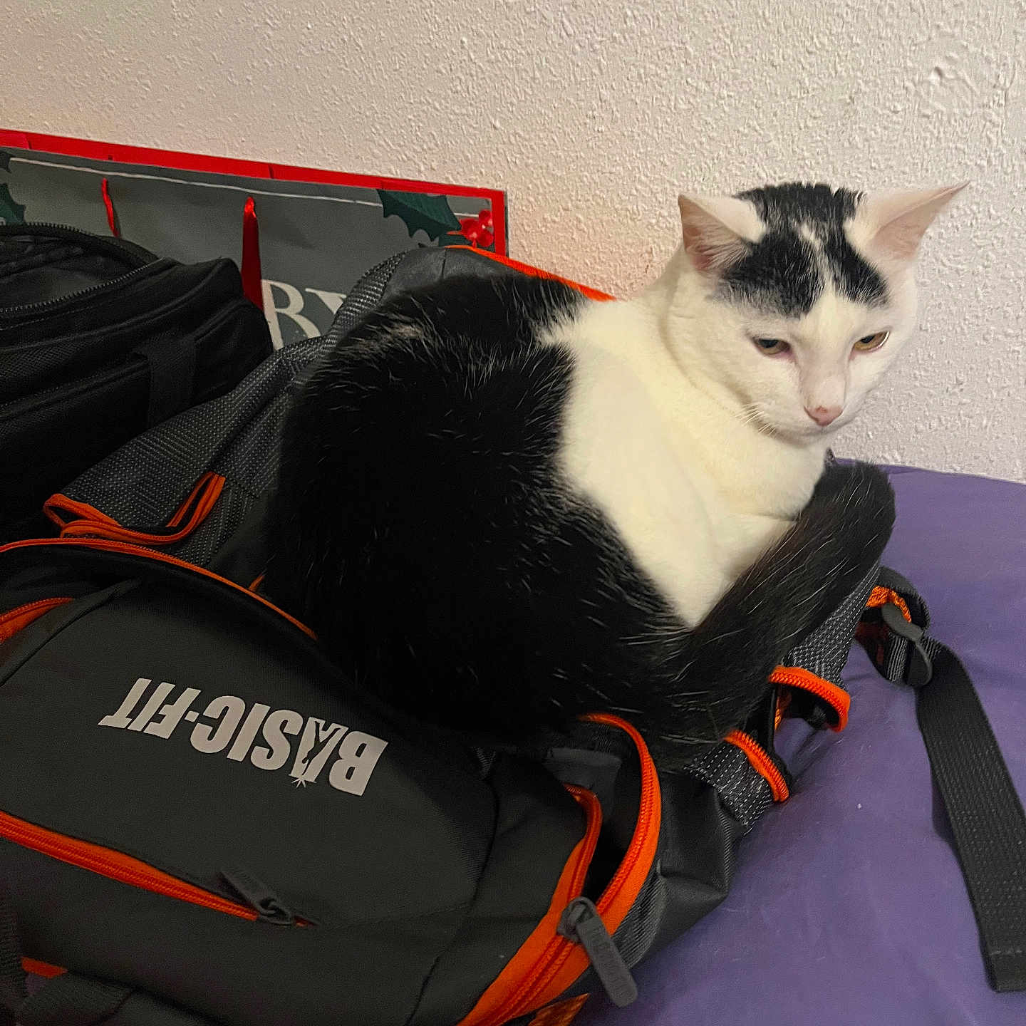 Isidore a rejoint le concours — aidez-le/la à gagner de superbes lots ! animal, backpack, bed, black_and_white_cat, cat, closeup, ears, fabric, feline, fur, indoor, orange, pet, purple, resting, tail, texture, wall, whiskers, zipper