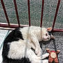 Isidore participe au concours pour gagner de l'argent avec cette photo : cat, black_and_white, stuffed_toy, balcony, sunlight, shadow, feline, resting, pet, indoor, cozy, texture, gray_mat, relaxed, animal, cute, playful, soft_toy, striped_shadow, close_up
