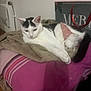 Isidore participe au concours pour gagner de l'argent avec cette photo : animal, bed, black_and_white, blanket, cat, cozy, cute, decor, domestic, feline, fur, gnome, indoor, pet, pink, plushie, relaxed, resting, striped_bedspread, white_cat