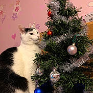 Isidore participe au concours pour gagner de l'argent avec cette photo : cat, christmas_tree, ornaments, tinsel, pink_wall, heart_pattern, flower_pattern, holiday_decor, black_and_white_cat, indoor, tabletop, figurine, santa_claus, decorations, festive, pet, curious, closeup, domestic_cat, celebration